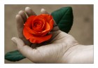a-flower-in-her-hand  © 2025 René Göke